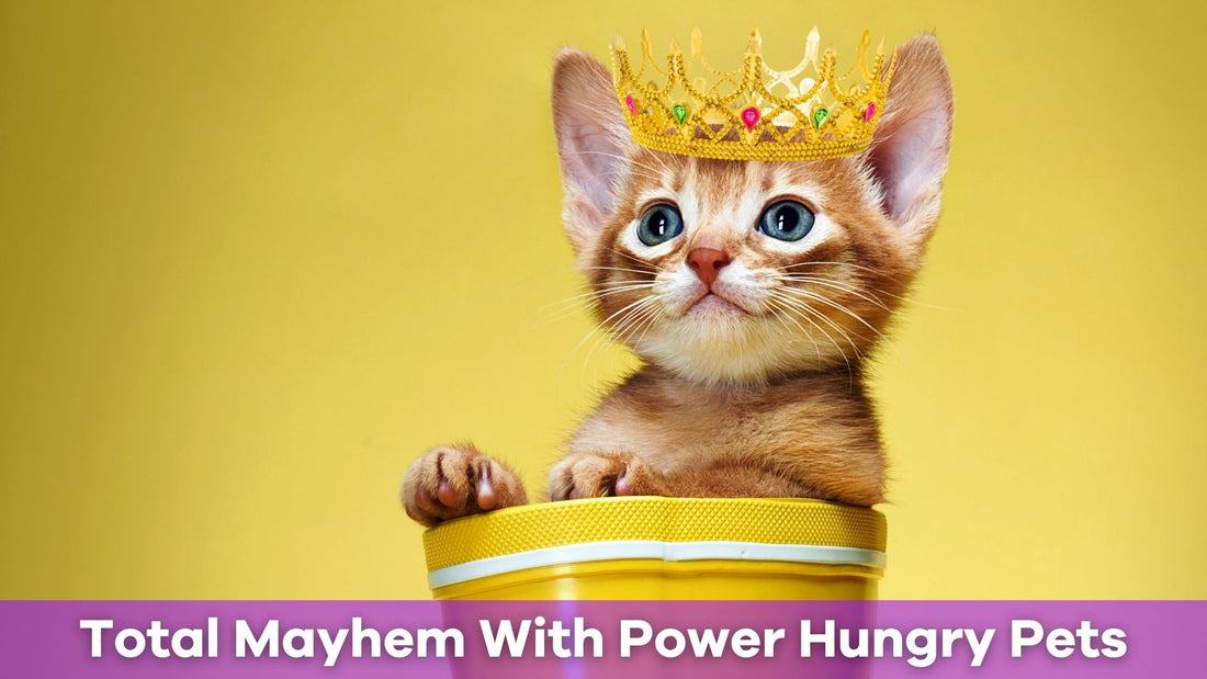 Master Power Hungry Pets: The Card Game That Unleashes Total Mayhem